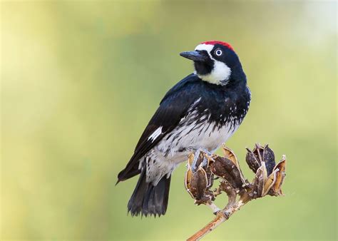 Meet the common Acorn Woodpecker (Melanerpes formicivorus) as a ...