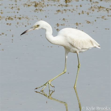 On the Subject of Nature: A Little Blue Heron in the Salt Marsh