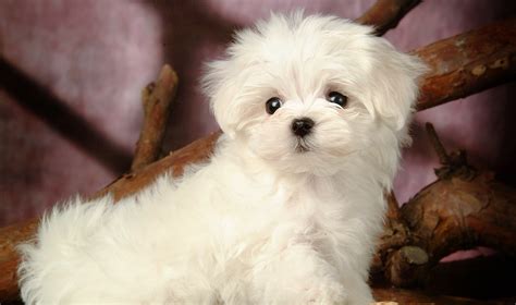 Maltese: Puppy Training, Health Care, and Breed Information - Eat Sleep ...