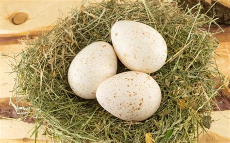 Turkey Eggs: A Beginner's Guide to Turkey Egg Production - LearnPoultry