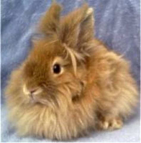 Lionhead Bunny Rabbits - All About these Cute and Unusual Bunnies | HubPages