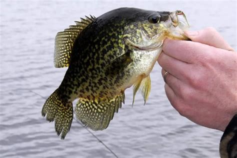 Crappie Fishing In Winter - Water Sporting Adventure