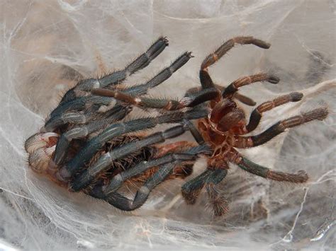 Tarantula molting 5/6 | A juvenile Chromatopelma cyaneopubes… | Flickr