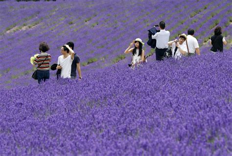 Lavender fields in Hokkaido's Furano in full bloom