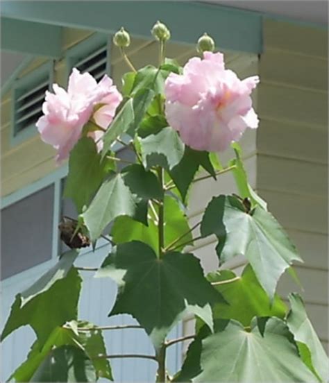 Hibiscus Mutabilis Seeds