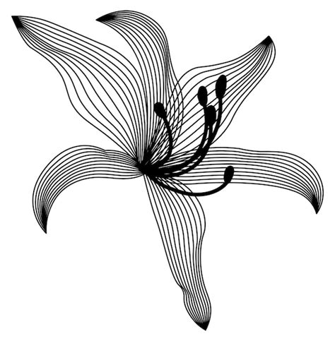 Premium Vector | Lily flower drawing lily drawing flower drawing black lines