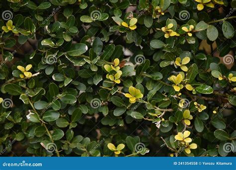 Hedge of Japanese holly. stock photo. Image of landscape - 241354558