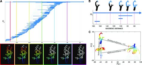 Persistence barcode of the topology of a grape cluster rachis. (A)... | Download Scientific Diagram