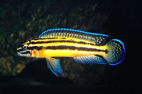 Peces Animal Vivo: JULIDOCHROMIS