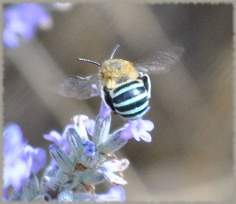 Blue-banded Bee | Christine R