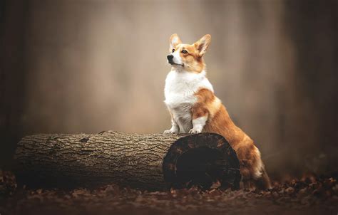 Wallpaper dog, log, bokeh, Welsh Corgi images for desktop, section собаки - download