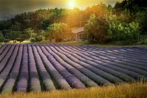 Rows of lavender crops in field - Stock Photo - Dissolve