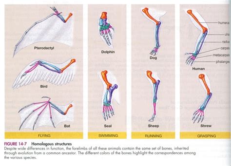 Homologous structures: derived from a common ancestor or same evolutionary or developmental ...