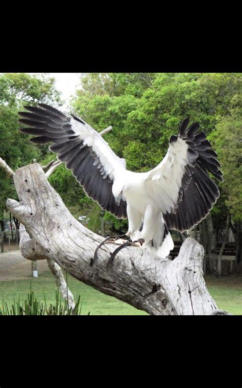 Albino bald eagle | Beautiful birds, Bald eagle, Animals beautiful