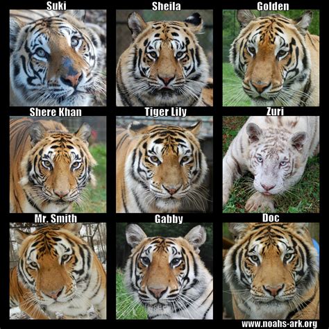 Every tiger's stripe patterns and markings are different... just like a ...