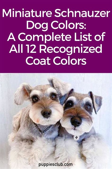 Miniature schnauzer dog colors a complete list of all 12 recognized ...