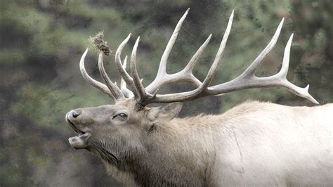 Pre Season Elk Hunting Tips - AVID Hunting and Outdoors