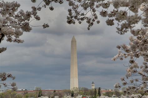 Washington Monument - Cherry Blossoms - Washington DC - 011327 Photograph by DC Photographer ...