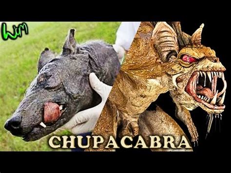 All About : Chupacabra - Cryptozoology - Cryptid Evidence and Cases - YouTube