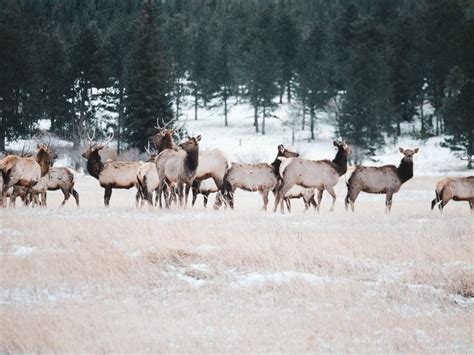 Montana Wildlife Federation - We Show Up For Montana