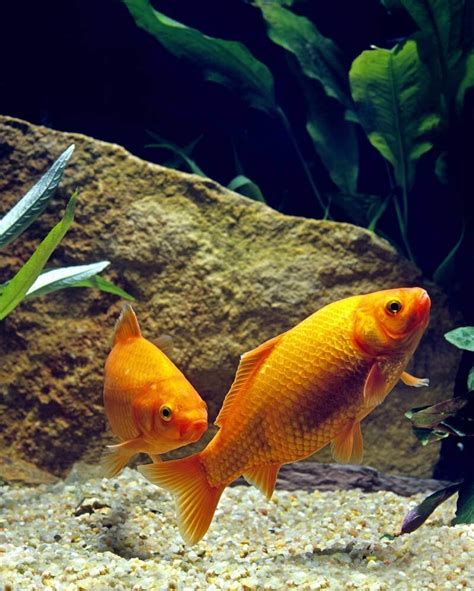 Shubunkin Goldfish Care: Tank & Pond Setup, Diet and Breeding