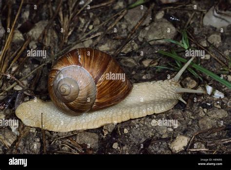 Edible Snail (Helix pomatia), Aurigeno, Switzerland Stock Photo - Alamy