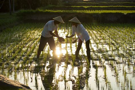 Rice_Planting_57f738877ed97 - Alaya Resort Ubud | ALAYA Hotels & Resorts