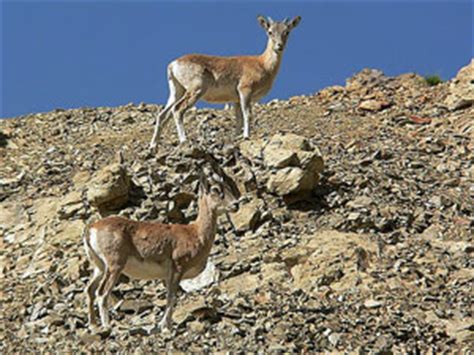 Ladakh Wildlife, Wildlife in Ladakh, Wildlife of Ladakh