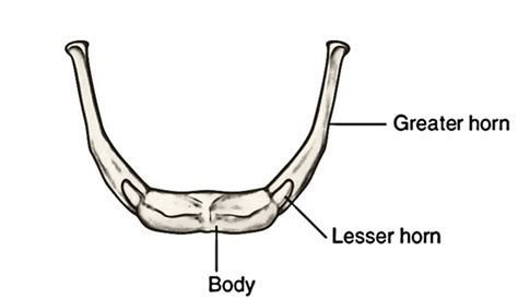 Easy Notes On 【Hyoid Bone】Learn in Just 4 Minutes!