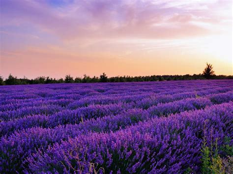 Great Lavender Fields in Texas and Lavender Festivals to Visit ...