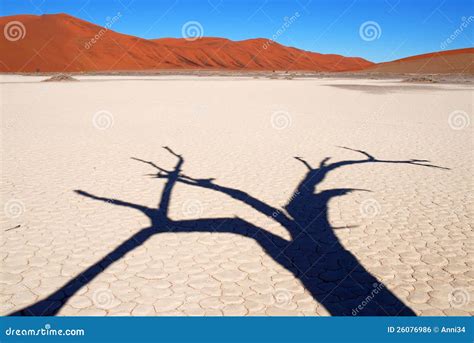 Akazia Tree Stock Photos - Free & Royalty-Free Stock Photos from Dreamstime