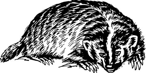 Badger clip art Free Vector / 4Vector