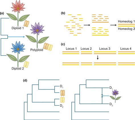 Polyploid phylogenetics - Rothfels - 2021 - New Phytologist - Wiley Online Library