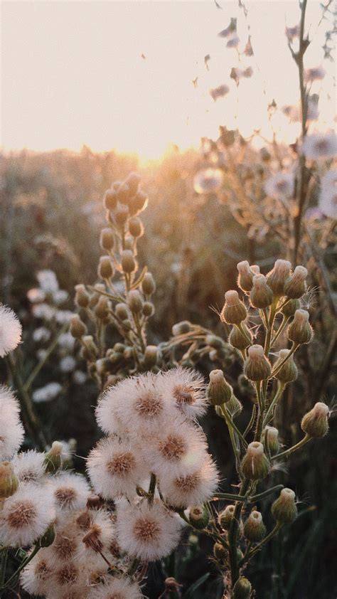 emilie🌻 Fresh herbs from the bed simply belong to the garden. We … | Flowers photography ...