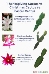 Christmas Cactus Vs Thanksgiving Cactus Vs Easter Cactus - Sunny Home Gardens