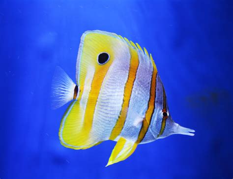 Butterfly Fish