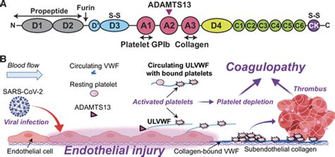 Contribution of the von Willebrand factor/ADAMTS13 imbalance to COVID-19 coagulopathy | American ...