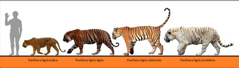 Panthera tigris by Homero13 on DeviantArt