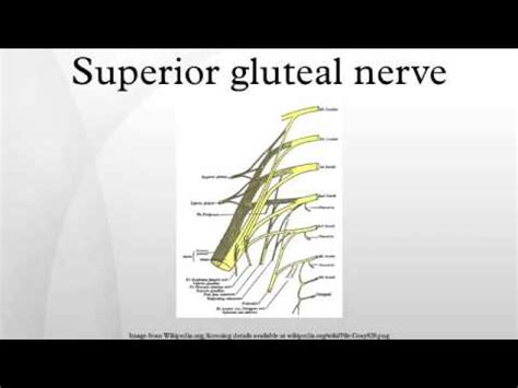 Superior Gluteal Nerve Anatomy