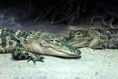 Gators stock image. Image of small, aligator, heat, gators - 64419349