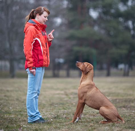 5 Types of Dog Training Methods: Which Is Best?