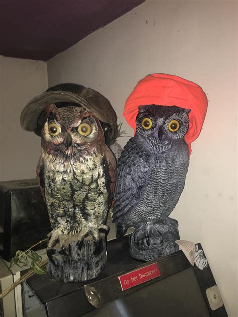 These owls wearing hats : r/pics