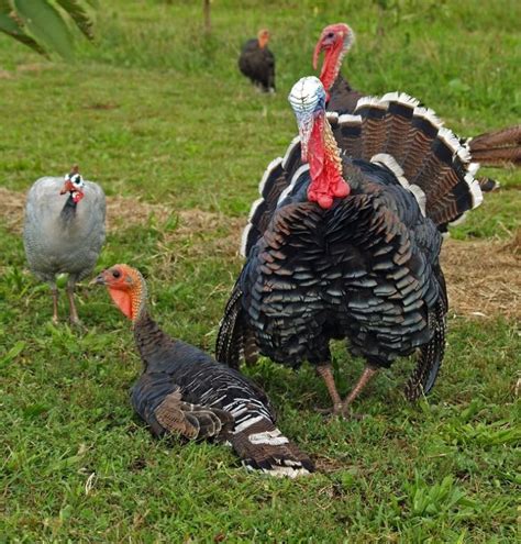 Turkey Breeds - FARM TALK.