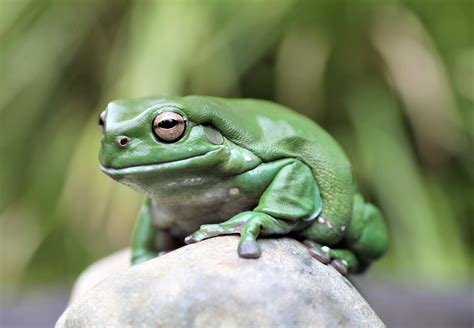 GREEN TREE FROG - Aussie Ark