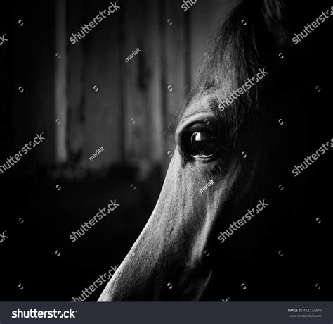 Horse Eye Dark Monochromatic Colors Stock Photo 423733849 | Shutterstock