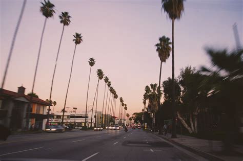 palm trees line the street as cars drive by