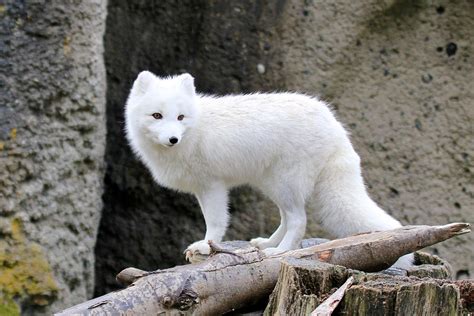 Furry Arctic Fox Photograph by Athena Mckinzie - Pixels