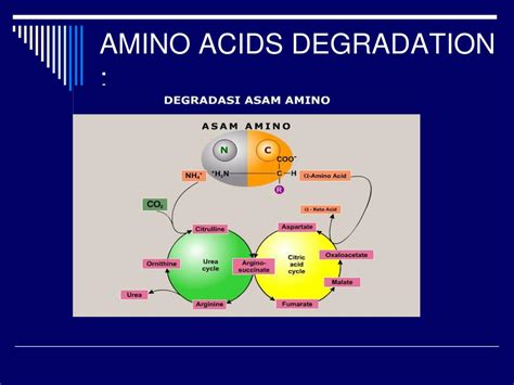 PPT - PROTEIN METABOLISM PowerPoint Presentation, free download - ID:6090465