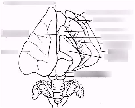 Rabbit Brain Diagram | Quizlet