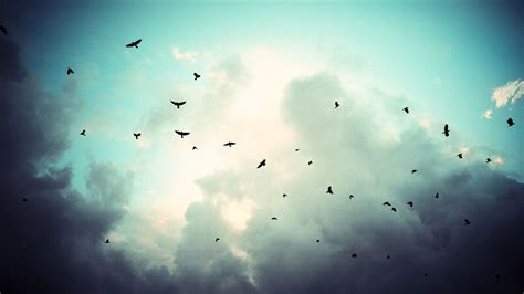 birds sky clouds Wallpapers HD / Desktop and Mobile Backgrounds